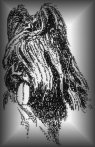 Briard