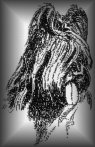 Briard