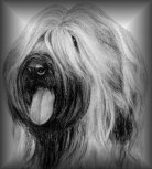 Briard