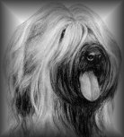 Briard