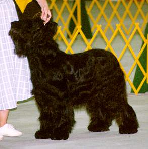 Celine37.jpg (15330 Byte)