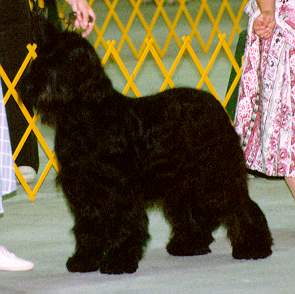 Celine38.jpg (15379 Byte)