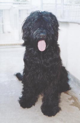 Champers241.jpg (13969 Byte)