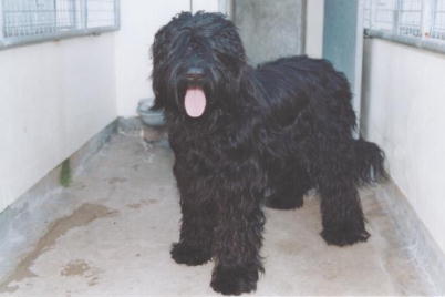 Champers242.jpg (14780 Byte)