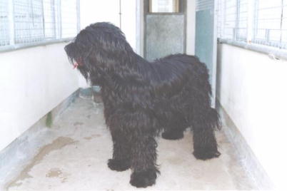 Champers244.jpg (14520 Byte)