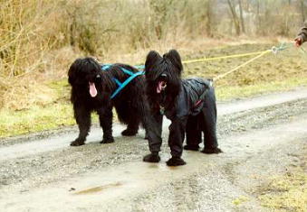 Ouge & Yazoo