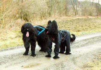 Ouge & Yazoo