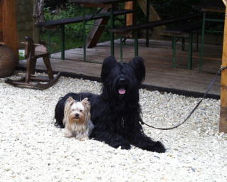 Gizmo & Yazoo