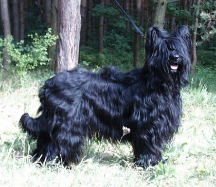 Sl. Yazoo