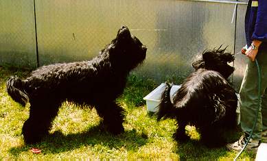 Samson & Yazoo