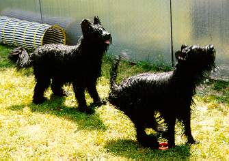 Samson & Yazoo