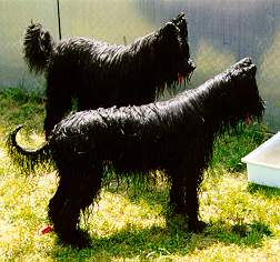 Samson & Yazoo