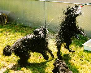 Samson & Yazoo