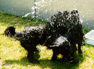 Samson & Yazoo