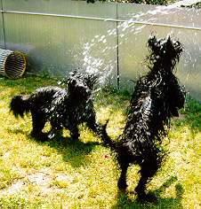 Samson & Yazoo