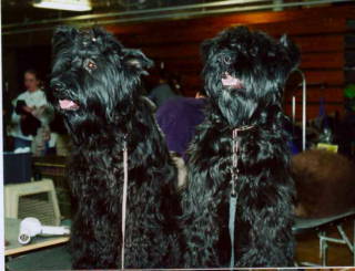 Cou & Romeo
