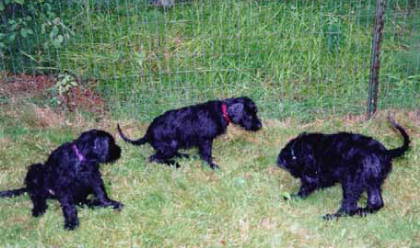 Echo, Raven, Shadow