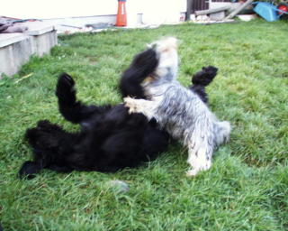 Whoopy & Gizmo