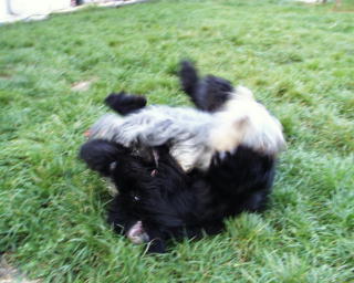 Whoopy & Gizmo