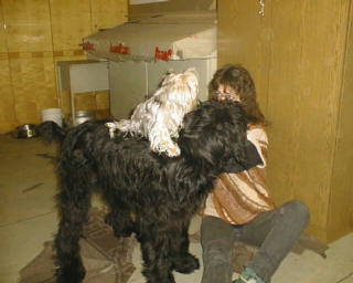 Whoopy & Gizmo