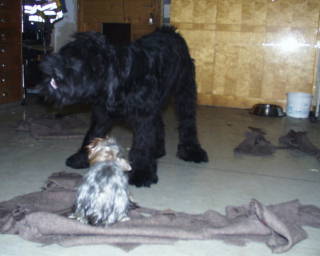 Whoopy & Gizmo