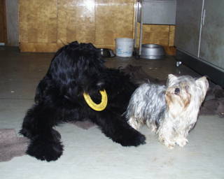 Whoopy & Gizmo