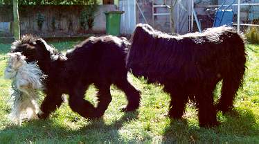 Gizmo, Whoopy & Yazoo