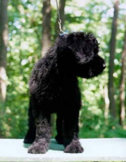 Romeo