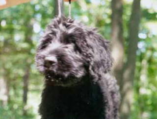 Romeo