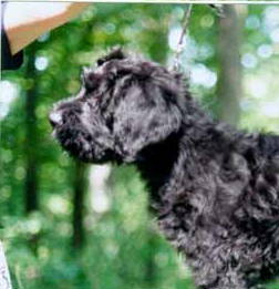 Romeo