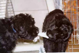 Romeo & Cou