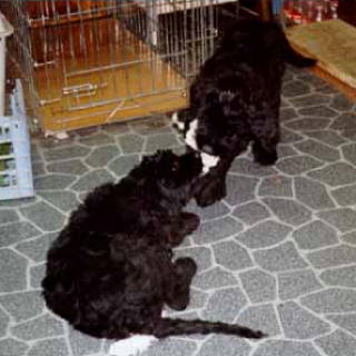 Romeo & Cou
