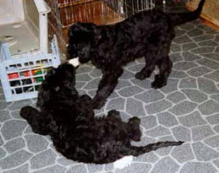 Romeo & Cou