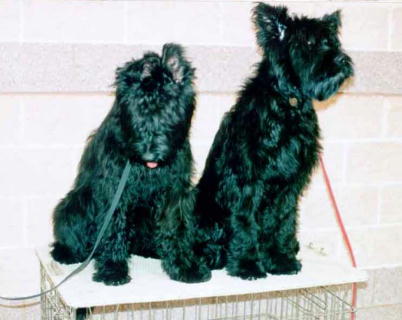 Romeo & Cou