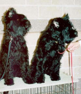 Romeo & Cou