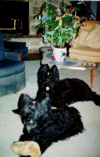 Rose & Wolfi